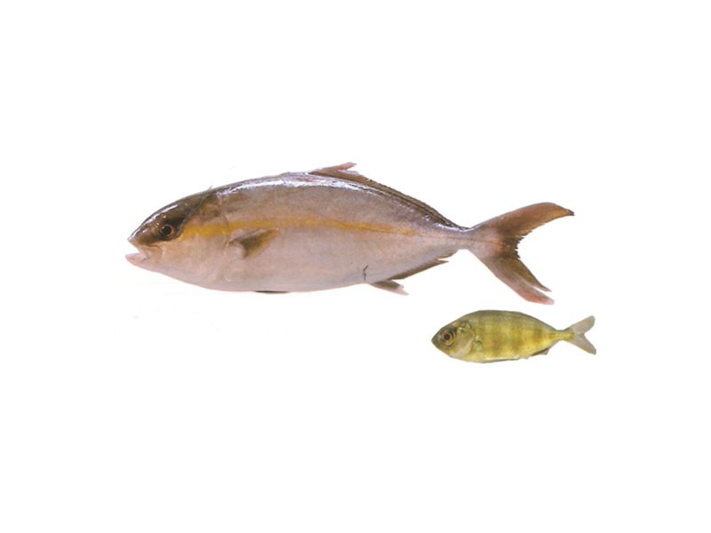 giant amberjack fish