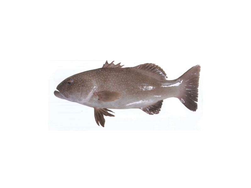 hamour 东方之星