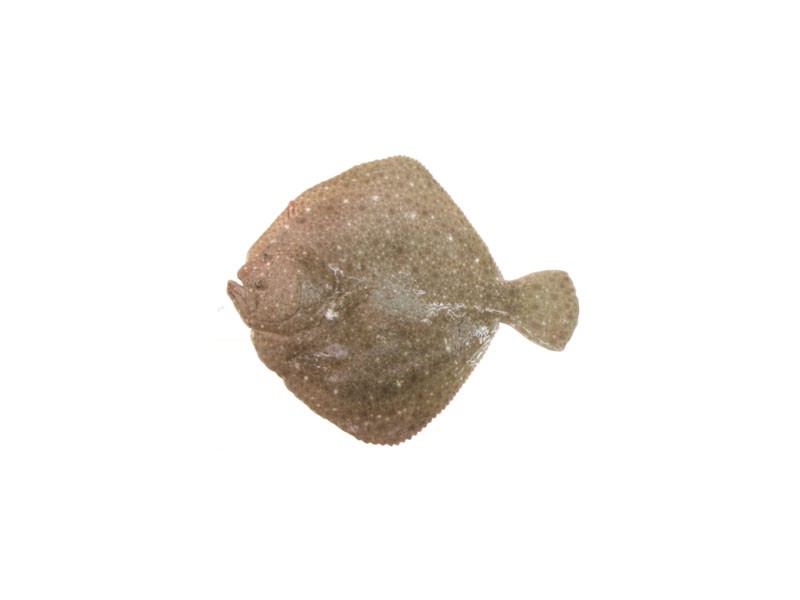 沙鲽
