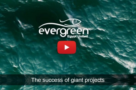 Evergreen Egypt United