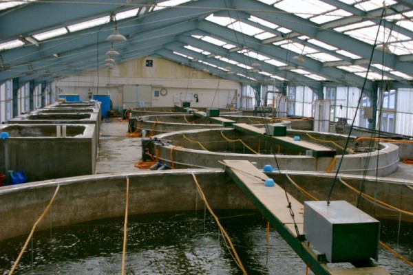 Fish and shrimp hatchery