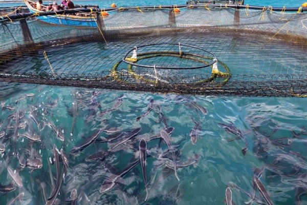 Sea ​​cages