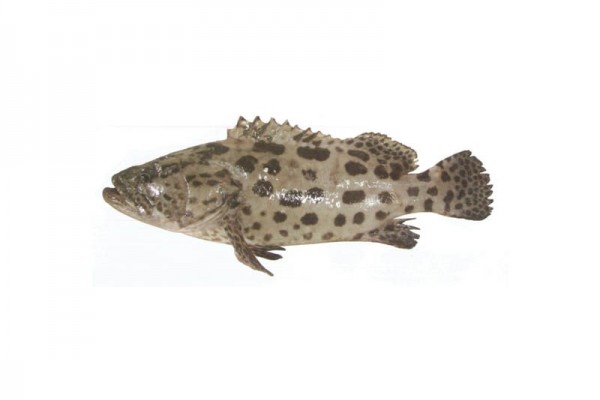 马铃薯石斑鱼